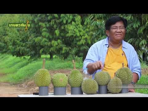เกษตรทันใจ X ทุเรียนมูซังคิง